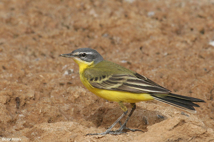     Yellow Wagtail  Motacilla flava                    ,  , 2009.: 